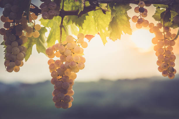 White grapes hanging from vine stock photo