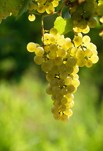 White grapes hanging off a grapevine stock photo