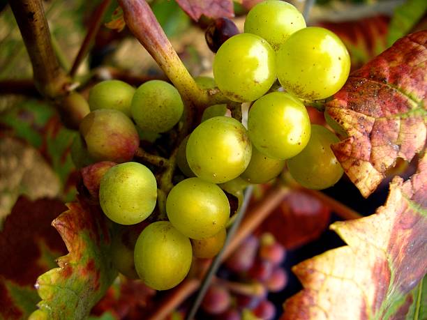 white grapes on the vine with autumn leaves stock photo