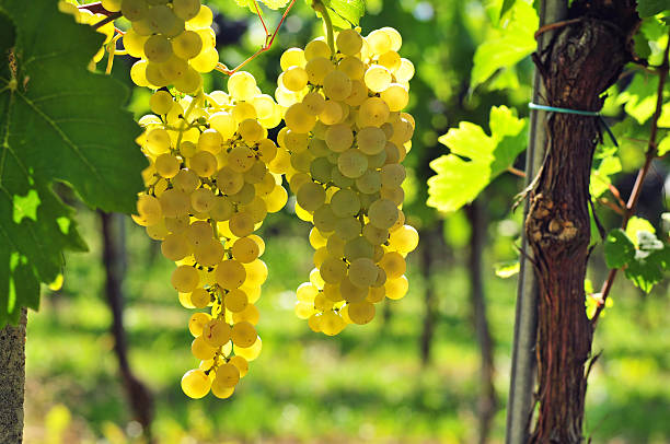 White grapes stock photo