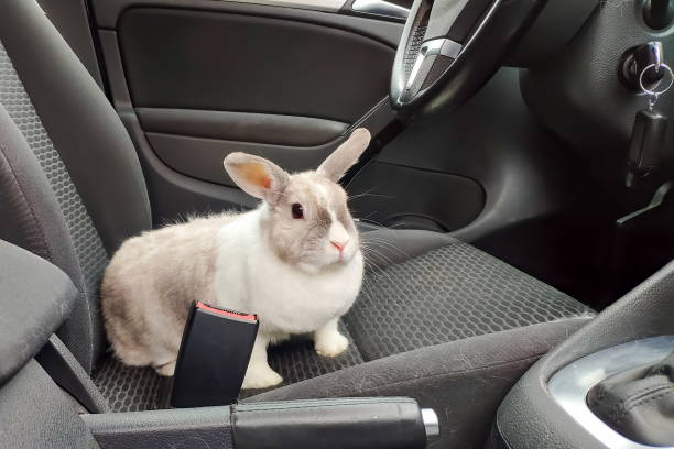 White gray rabbit in the car. Looks at the passenger from the driver's seat stock photo