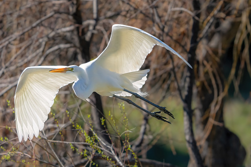 Great white egret flying over lake