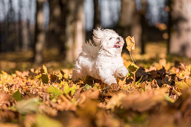 White Happy Maltese dog is running on autumn leaves. stock photo