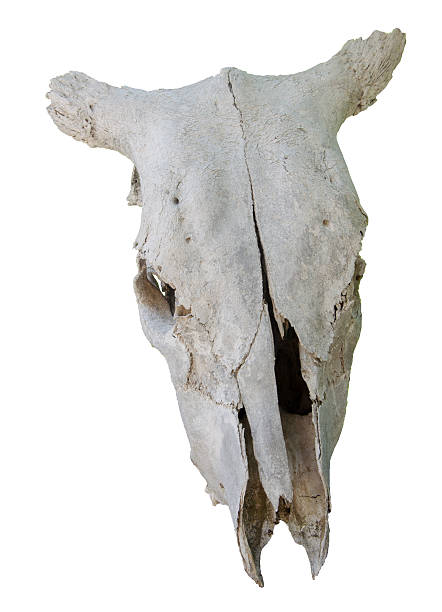 white head of buffalo skull - buffalo shooting stok fotoğraflar ve resimler