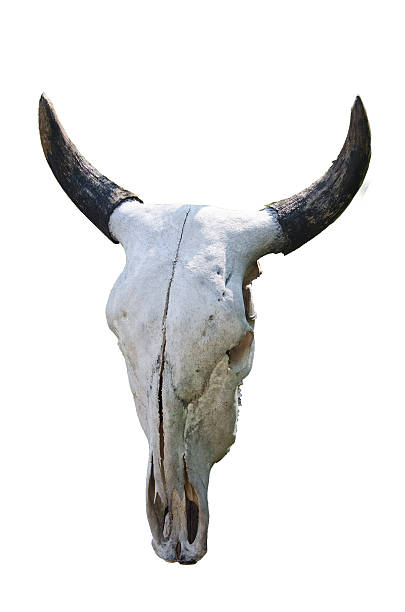 White head of buffalo skull White head of buffalo skull in asia isolated on white background buffalo shooting stock pictures, royalty-free photos & images