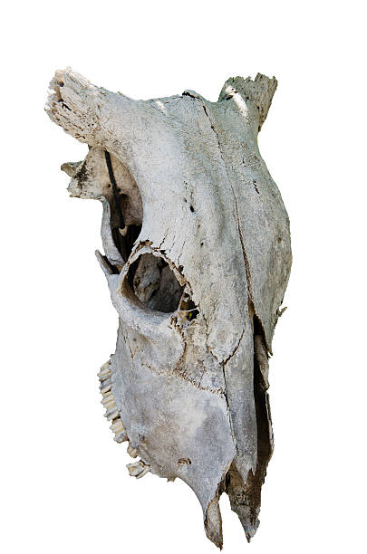 White head of buffalo skull White head of buffalo skull in asia isolated on white background buffalo shooting stock pictures, royalty-free photos & images