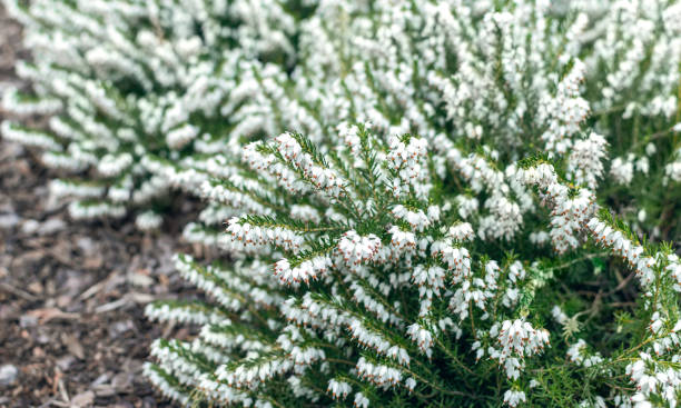 White heather growing in the garden stock photo