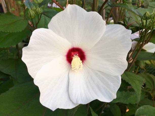 White Hibiscus Flower stock photo