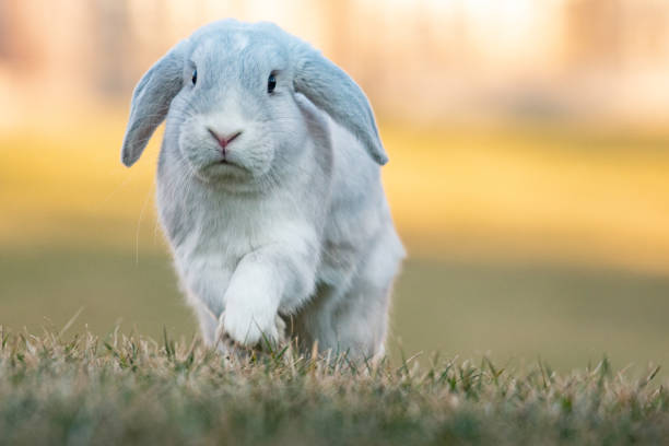 vit holland lop kanin - bunny jumping bildbanksfoton och bilder
