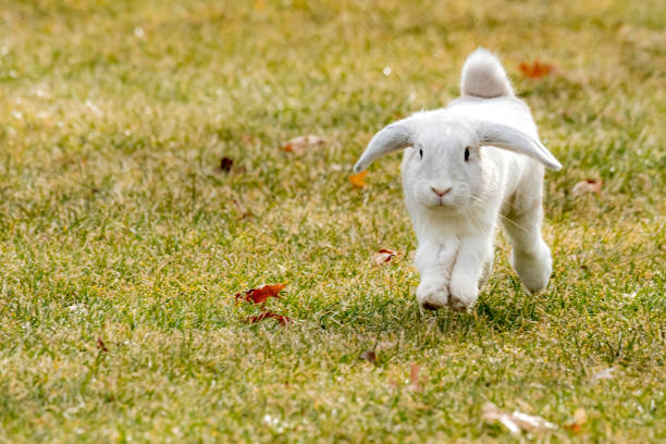 vit holland lop kanin - bunny jumping bildbanksfoton och bilder