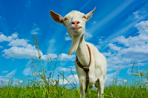 White Hornless Goat In The Pasture Stock Photo - Download Image Now ...