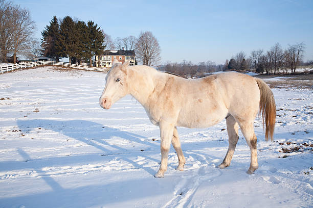 White Horse in a Snowy Paddock stock photo