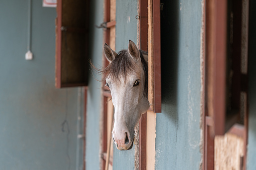 White horse look out from stable window. Portrait of farm animal. Mare head in wooden paddock inside