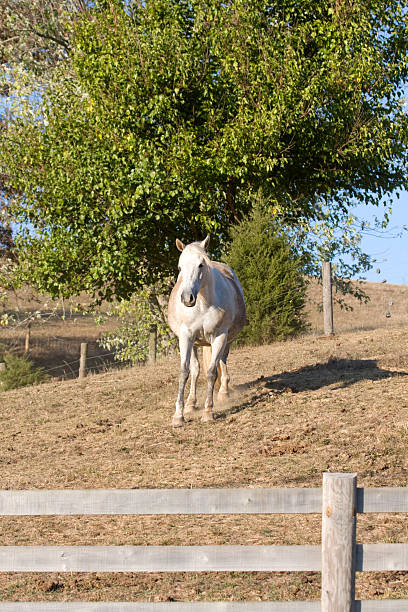 white horse near fence stock photo