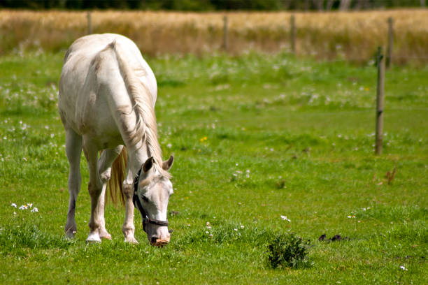 White Horse on Green Meadow stock photo