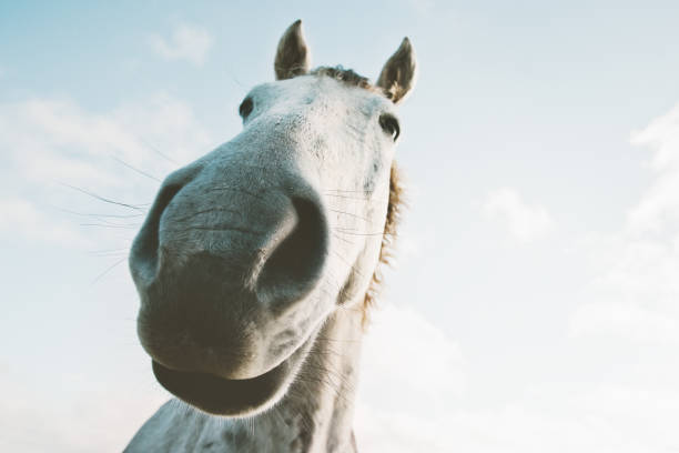 vita hästen stående selfie roliga husdjur närbild med vild natur djur tematiska - silly horse bildbanksfoton och bilder