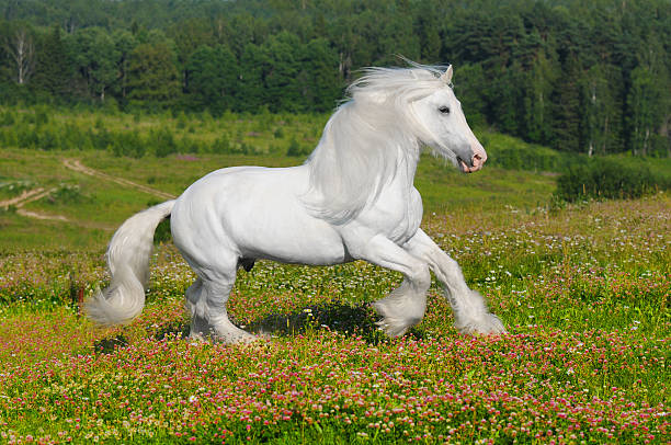 white horse runs gallop on the meadow - shirehäst bildbanksfoton och bilder