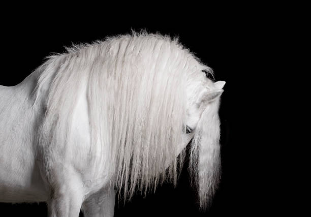 white horse studio shot - shirehäst bildbanksfoton och bilder