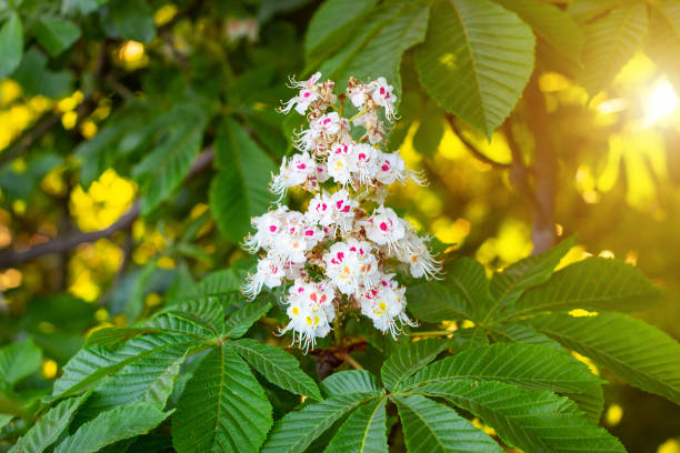 White horse-chestnut (Conker tree, Aesculus hippocastanum) blossoming flowers on branch with green leaves background stock photo