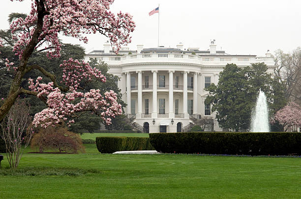 White House framed by Magnolia trees stock photo