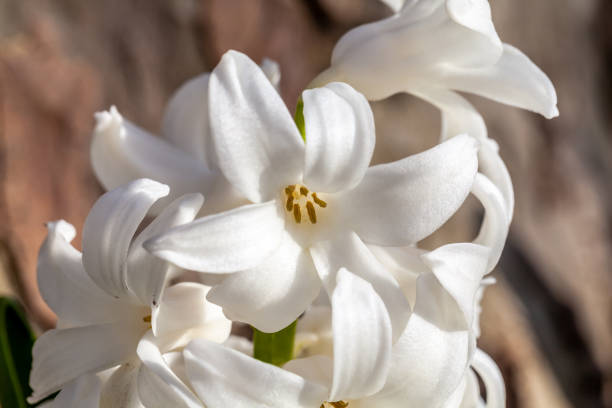 White hyacinth flowerhead stock photo