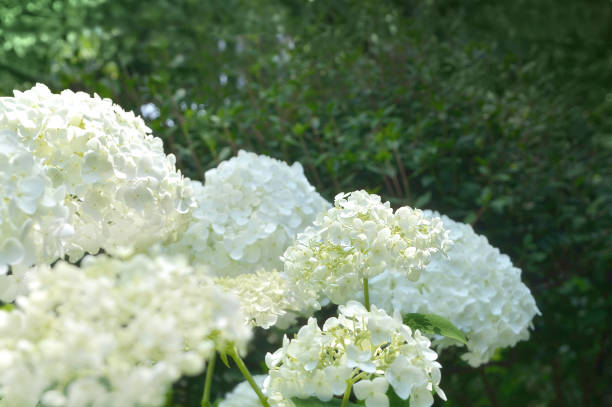White Hydrangeas with Copy Space white hydrangeas with copy space hydrangea photos stock pictures, royalty-free photos & images