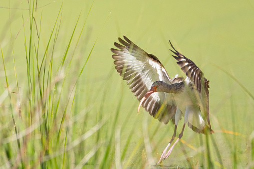 Juvenile white ibis in flight at the Ocala Wetlands Recharge Park.
