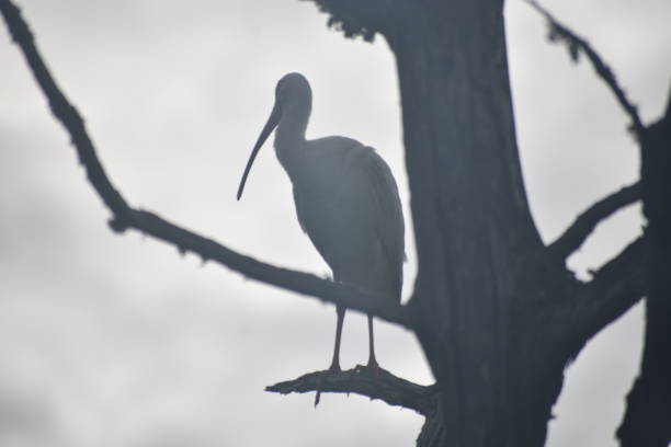 white ibis - rachel hazes stockfoto's en -beelden