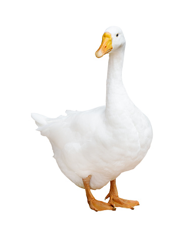White Large Isolated Goose Stock Photo - Download Image Now - Goose - Bird,  White Background, Cut Out - iStock
