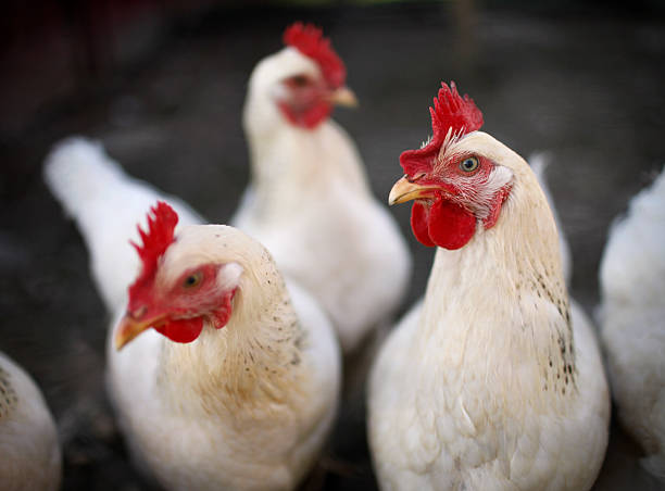 White Laying hens  white leghorn stock pictures, royalty-free photos & images