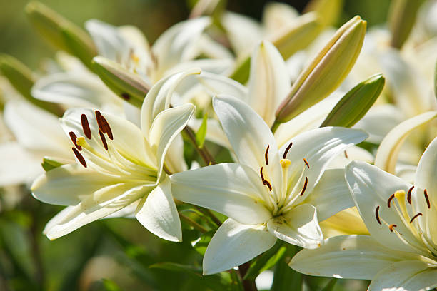 white lilies in a garden - lelie stockfoto's en -beelden