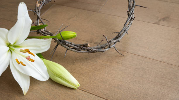 White lily and crown of thorns stock photo