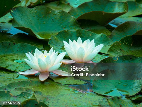 istock White lily in water on the lake 1337378829