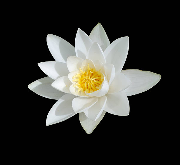 White Lily with yellow center isolated on black stock photo