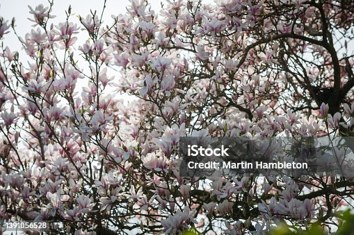 istock White magnolia flowers in early spring 1391056528