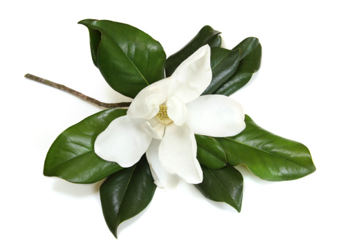 Beautiful white magnolia isolated on white.