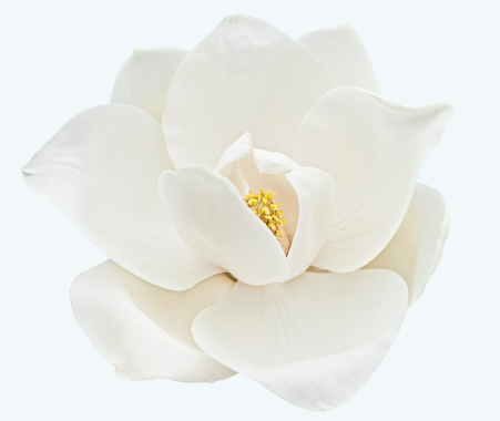 Fresh bloom of a white magnolia with yellow center on white background.