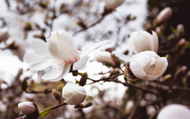 White Magnolias on a Tree Branch stock photo