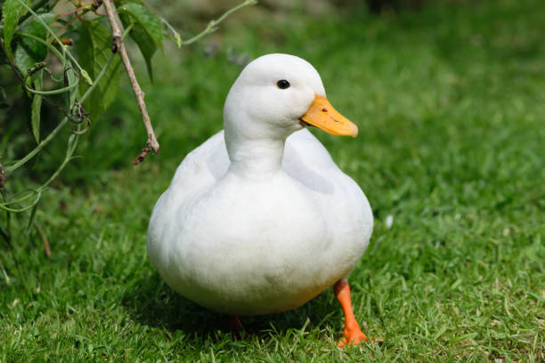 White Male Call Duck stock photo