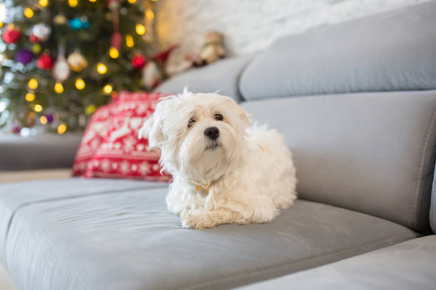 White maltese dog at home on Christmas stock photo