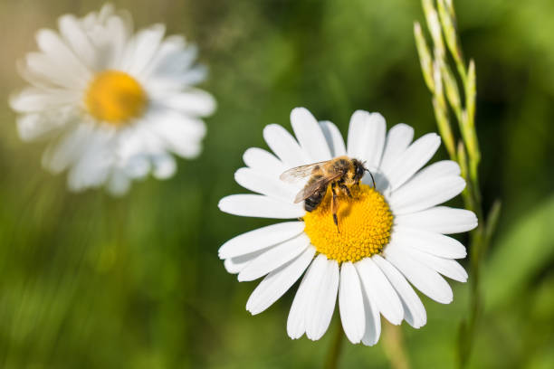 White marguerite and European honey bee. Leucanthemum vulgare. Apis mellifera Beautiful honeybee close-up when pollinating the sunlit ox-eye daisy. Spikelet of grass in a spring green background pollination stock pictures, royalty-free photos & images