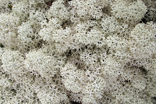 White moss lichen close-up, Rondvassbu National Park, Norway, Europe