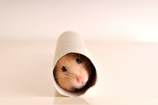 Hamster playing in an empty paper towel