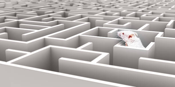 White Mouse in White maze looking over walls White Mouse in White maze looking over walls maze photos stock pictures, royalty-free photos & images