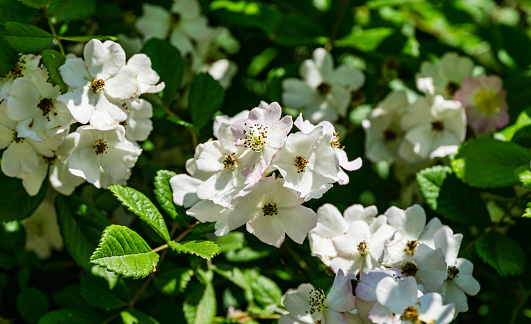 White Multiflora Rose bush (Rosa polyantha), also known as Seven-Sisters, Baby, Japanese and many-flowered rose in Adler (Sochi). Close-up of beautiful flower, spring and summer blooming background.