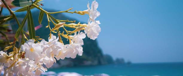 White Oleander in Antalya. stock photo