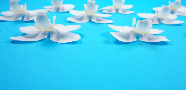 vit orkidé blommor abstrakt kopp och fat (phalaenopsis) orchidaceae isolerade på blå bakgrund med kopieringsutrymme för din egen text som gratulationskort verkstad etc. - tree of life bildbanksfoton och bilder