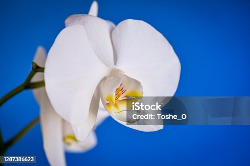 istock White orchids on a blue background 1287386623