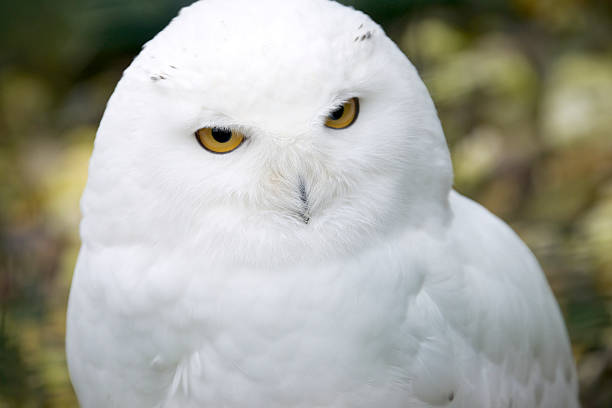 White owl stock photo