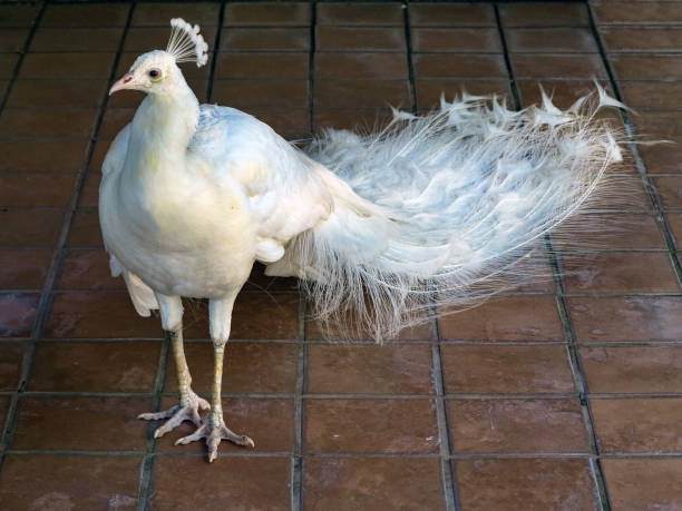 White Peacock stock photo